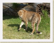 DSC_4223 Cheetah * 696 x 534 * (501KB)